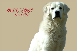 Infos über die Hunderasse Slovensky Cuvac